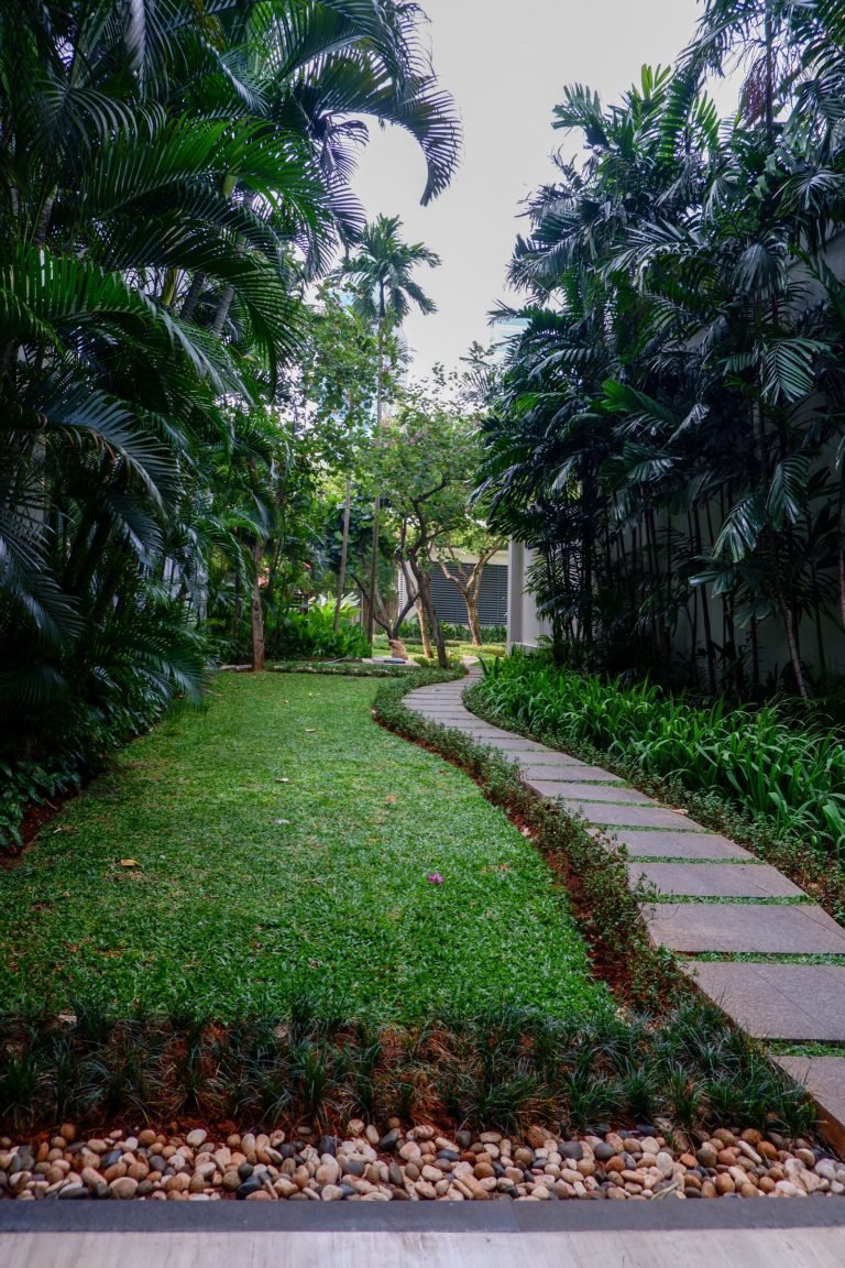 Stepping-stone path across the lawn, bordered by palms and shrubs